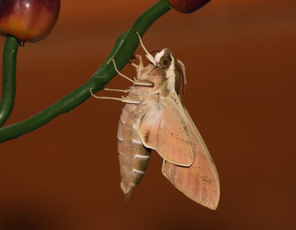 Hyles euphorbiae