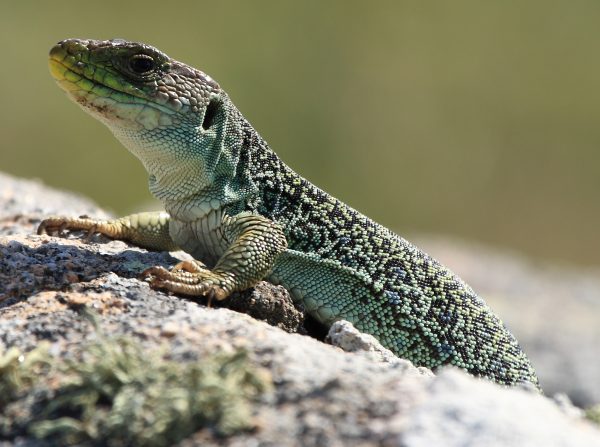 Lacerta lepida