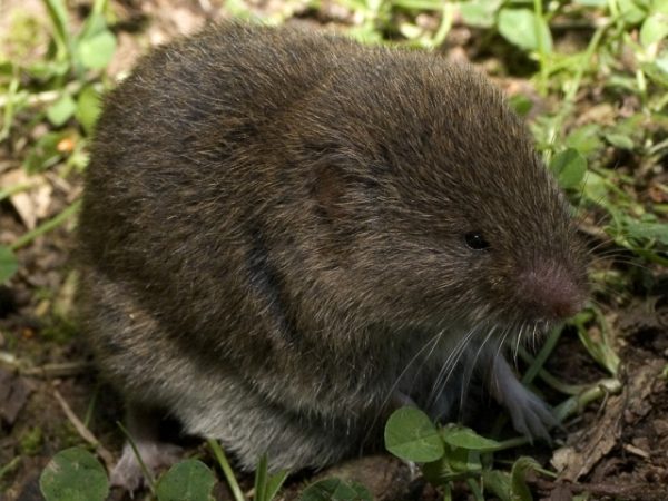 Microtus_lusitanicus