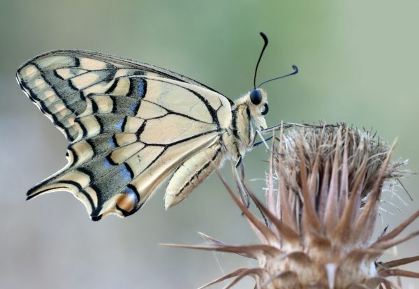 Papilio machaon
