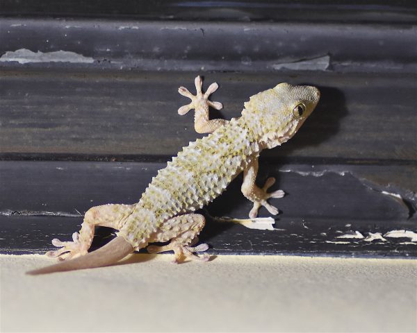 Tarentola mauritanica (Tarente du midi) -  	Squamata  	Phyllodactylidae