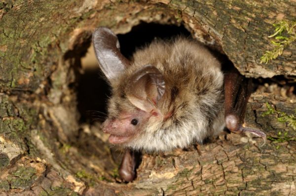 Vilda_76959_Rollin_Verlinde__Bechstein_s_bat-1160x771